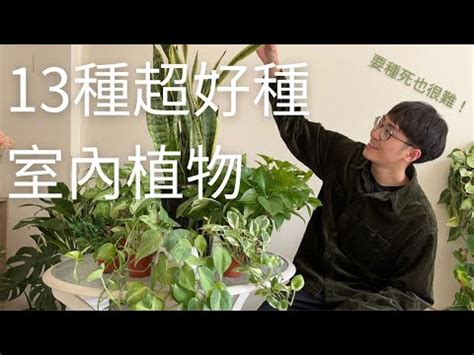 易種室外植物|好種的室外花：19種花卉種植和養護指南 